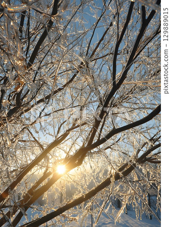 frozen tree branches sparkling in sunlight 129889015