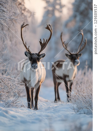 reindeer in snowy forest with soft morning light 129889537