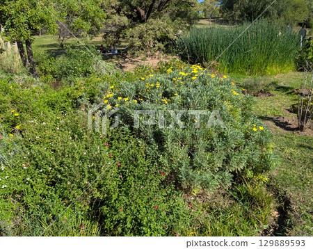 Blooming yellow Oregon grape wildflower Eriophyllum lanatum in the Botanical Garden of Cordoba, capital of Cordoba Province in Argentina. 129889593