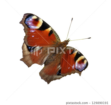 Multicolored butterfly isolated on white background Multicolored butterfly isolated on white background 129890191