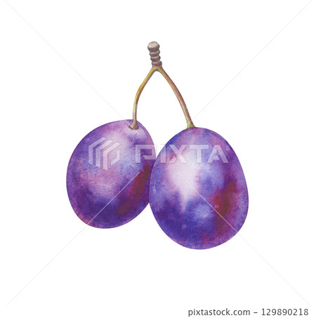 Watercolor illustration of a pair of plums on a branch. The botanical template is isolated on a white background. Ripe fruit for healthy proper nutrition. Gardening. Clipart. Watercolor illustration of a pair of plums on a branch. The botanical template is isolated on a white background. Ripe fruit for healthy proper nutrition. Gardening. Clipart. 129890218