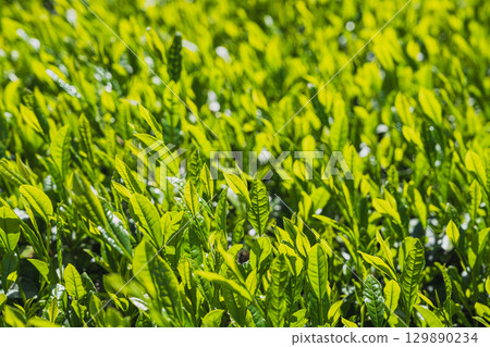 Tea plantation scenery in Fukuroi City (Shizuoka Prefecture) 129890234