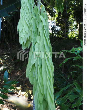 Hanging green canopy - drying banana leaves at Cairns Botanic Gardens Hanging green canopy - drying banana leaves at Cairns Botanic Gardens 129890407