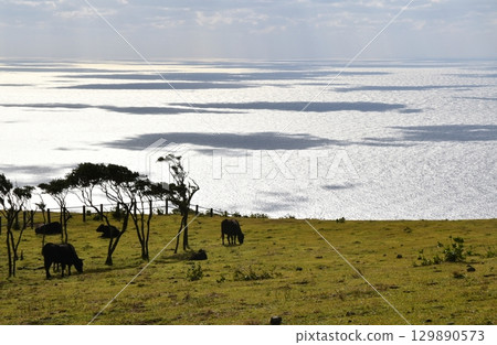 Black cows grazing on Hachijojima Island, Tokyo 129890573