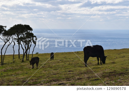 東京八丈島上吃草的黑牛 東京八丈島上吃草的黑牛 129890578