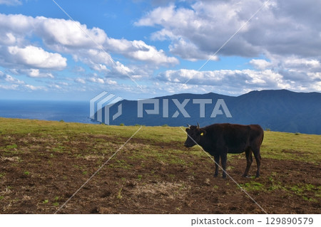 東京八丈島上吃草的黑牛 東京八丈島上吃草的黑牛 129890579