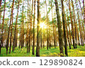 Bright rays of sunlight in the trees in the forest in summer 129890824