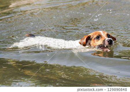 Small Jack Russell terrier swimming in river, only her head visible above water. mouth open as she carries wooden stick Small Jack Russell terrier swimming in river, only her head visible above water. mouth open as she carries wooden stick 129890848