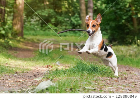 Young Jack Russell terrier running on forest road with wooden stick in her mouth, jumping in air, blurred trees and grass background Young Jack Russell terrier running on forest road with wooden stick in her mouth, jumping in air, blurred trees and grass background 129890849