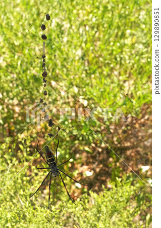 Red legged golden orb weaver spider female - Nephila inaurata madagascariensis, resting on her nest, sun over blurred bushes in background 129890851
