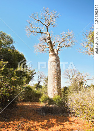 Forest with small baobab and octopus trees, bushes and grass growing on red dusty ground 129890865
