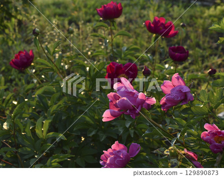 Peony bushes in the summer garden. The flowers of the peonies are red and white. A blooming garden in summer. 129890873