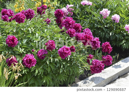 Peony bushes in the summer garden. The flowers of the peonies are red and white. A blooming garden in summer. 129890887