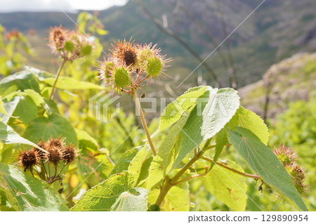 Local flora - grass and small bushes, most of it endemic to Madagascar growing in Andringitra National Park as seen during trek to peak Boby 129890954