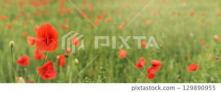 Bright red poppy flowers growing in field of green unripe wheat, wide banner 129890955