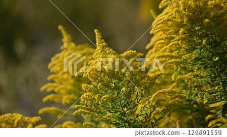 Goldenrod (Golden rod) Goldenrod (Golden rod) 129891559