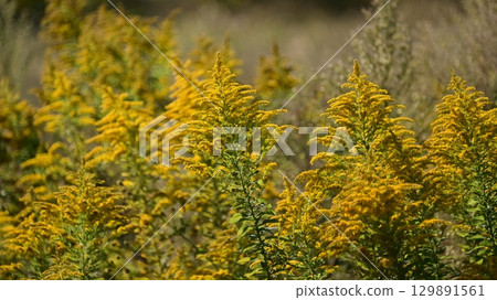 Goldenrod (Golden rod) Goldenrod (Golden rod) 129891561