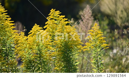 Goldenrod(金棒) Goldenrod(金棒) 129891564