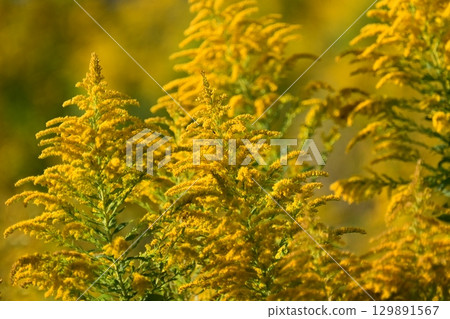 Goldenrod (Golden rod) Goldenrod (Golden rod) 129891567