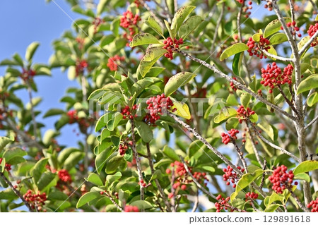 Ilex rotunda (also for lucky charms) 129891618