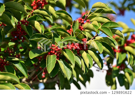 Ilex rotunda (also for lucky charms) Ilex rotunda (also for lucky charms) 129891622