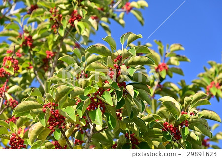 Ilex rotunda (also for lucky charms) Ilex rotunda (also for lucky charms) 129891623