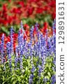 bright salvia flowers 129891631