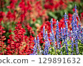 bright salvia flowers 129891632