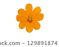 Orange flower isolated on white background 129891874