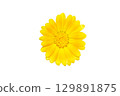 Yellow flower isolated on white background 129891875