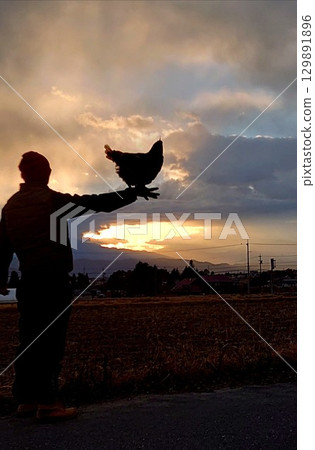 雞科：人類和雞。 8 129891896