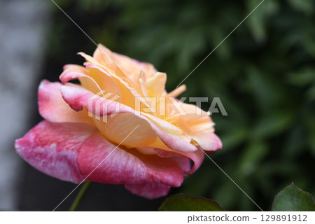Pink and yellow rose. A large yellow rose. Flower close-up. 129891912