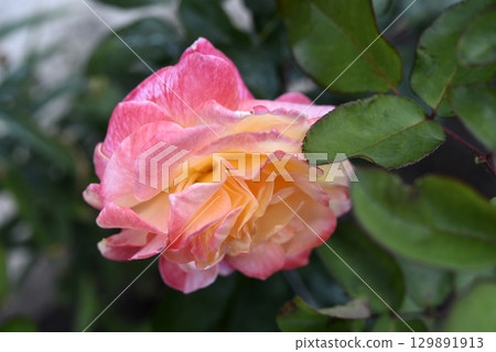 Pink and yellow rose. A large yellow rose. Flower close-up. 129891913