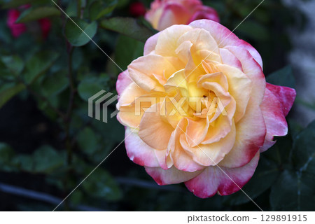 Pink and yellow rose. A large yellow rose. Flower close-up. Pink and yellow rose. A large yellow rose. Flower close-up. 129891915