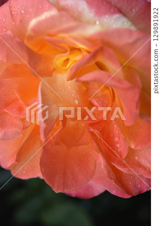 Pink and yellow rose. A large yellow rose. Flower close-up. 129891922