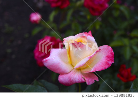 Pink and yellow rose. A large yellow rose. Flower close-up. Pink and yellow rose. A large yellow rose. Flower close-up. 129891923