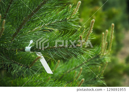 Evergreen tree farm. Prickly spruce. Spruce coniferous trees sold in garden center. Picea pungens glauca. Space for text on label. Evergreen tree farm. Prickly spruce. Spruce coniferous trees sold in garden center. Picea pungens glauca. Space for text on label. 129891955