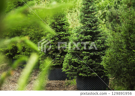 Dense blue spruce trees in nursery with lush foliage in special pot for plant for sale. Outdoors. Gardening. Small business. Many young green coniferous trees in pots in nursery garden 129891956