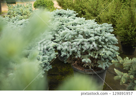 Dense blue spruce trees in nursery with lush foliage for sale. Evergreen plants in cultivated garden setting. Close up. Outdoors. Gardening. 129891957