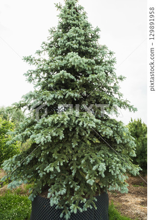 Dense big blue spruce trees in nursery with lush foliage in special pot for plant for sale. Outdoors. Gardening. Small business. 129891958