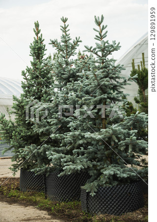Dense big blue spruce trees in nursery with lush foliage in special pot for plant for sale. Outdoors. Gardening. Small business. 129891959