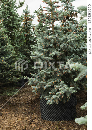 Dense big blue spruce trees in nursery with lush foliage in special pot for plant for sale. Outdoors. Gardening. Small business. 129891960