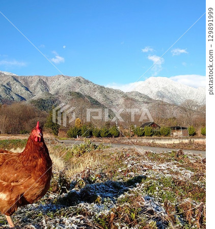 Chicken Cha-chan Manager.12 Chicken Cha-chan Manager.12 129891999