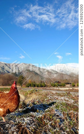 Chicken Manager Cha-chan.11 Chicken Manager Cha-chan.11 129892000