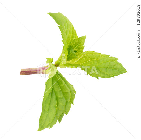 Mint leaves isolated on white background 129892018