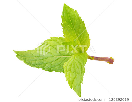 Fresh mint leaves isolated on white background Fresh mint leaves isolated on white background 129892019