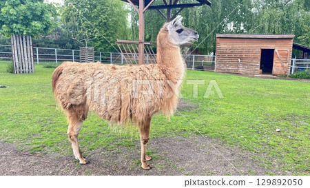 Llama standing gracefully in green meadow near wooden barn in serene farm setting during sunny afternoon 129892050