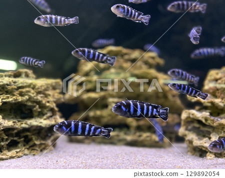 Colorful cichlids swim among rocky formations in a vibrant aquarium habitat 129892054