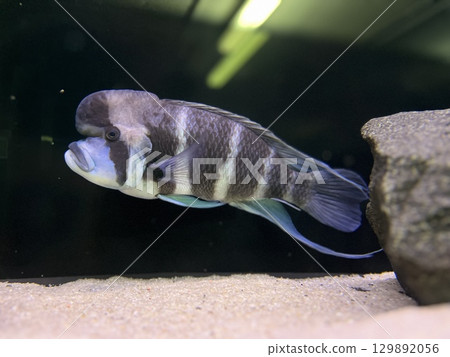 Unique freshwater fish swimming gracefully in an aquarium showcasing vibrant colors and distinct patterns during a tranquil moment Unique freshwater fish swimming gracefully in an aquarium showcasing vibrant colors and distinct patterns during a tranquil moment 129892056