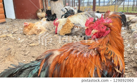 Colorful rooster stands proudly in the poultry yard while hens relax nearby during a sunny afternoon at a rural farm Colorful rooster stands proudly in the poultry yard while hens relax nearby during a sunny afternoon at a rural farm 129892060
